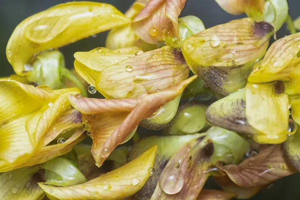 Crotalaria trichotoma çiçeği ve meyve kabuklarının yakın çekimi..