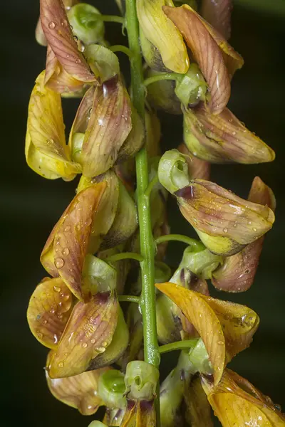 Crotalaria trichotoma çiçeği ve meyve kabuklarının yakın çekimi..