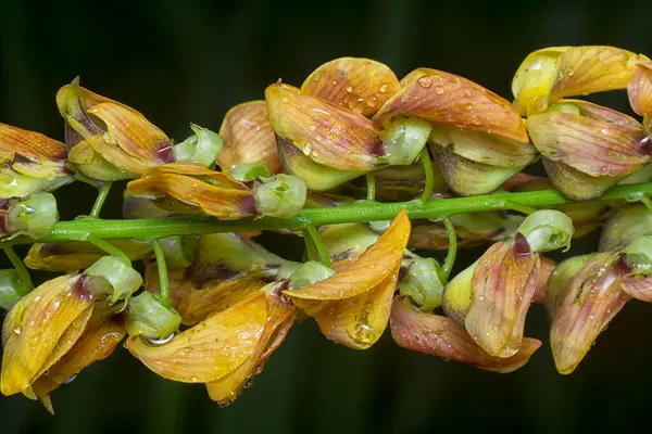 Crotalaria trichotoma çiçeği ve meyve kabuklarının yakın çekimi..