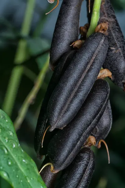 Crotalaria trichotoma çiçeği ve meyve kabuklarının yakın çekimi..