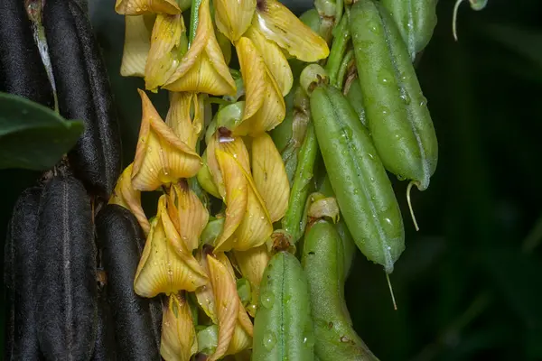 Crotalaria trichotoma çiçeği ve meyve kabuklarının yakın çekimi..