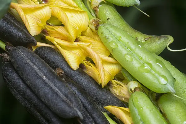 Crotalaria trichotoma çiçeği ve meyve kabuklarının yakın çekimi..