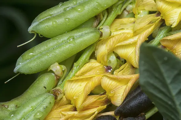Crotalaria trichotoma çiçeği ve meyve kabuklarının yakın çekimi..