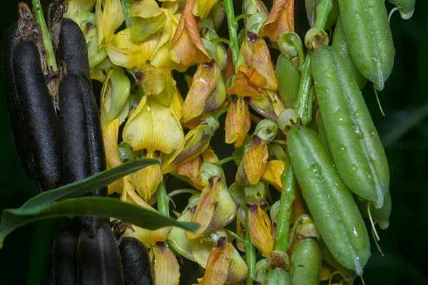 Crotalaria trichotoma çiçeği ve meyve kabuklarının yakın çekimi..