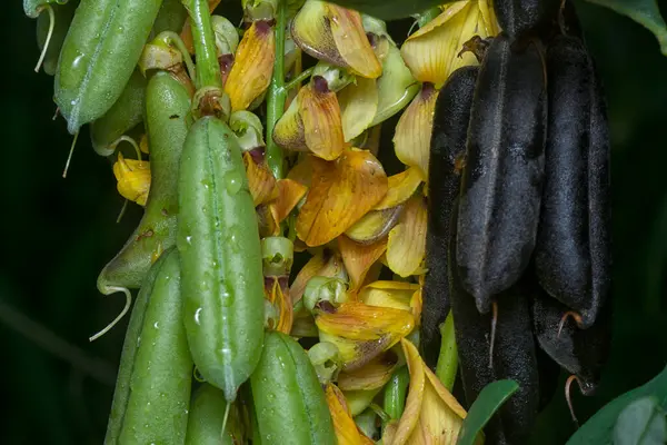 Crotalaria trichotoma çiçeği ve meyve kabuklarının yakın çekimi..