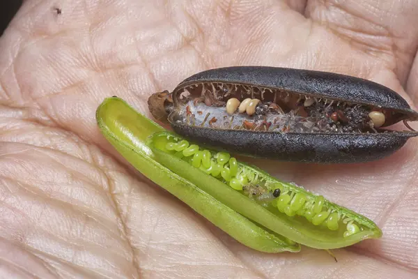 Crotalaria trichotoma çiçeği ve meyve kabuklarının yakın çekimi..