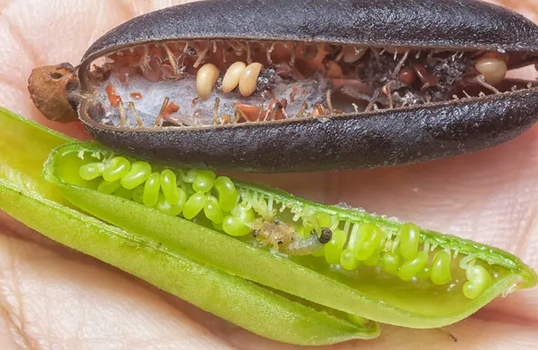 Crotalaria trichotoma çiçeği ve meyve kabuklarının yakın çekimi..