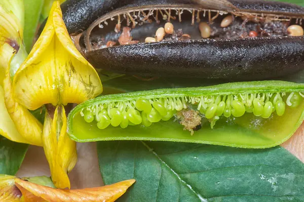 Crotalaria trichotoma çiçeği ve meyve kabuklarının yakın çekimi..