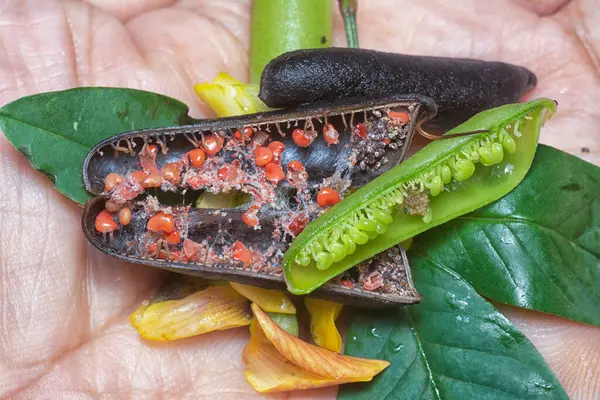 Crotalaria trichotoma çiçeği ve meyve kabuklarının yakın çekimi..