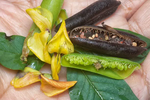 Crotalaria trichotoma çiçeği ve meyve kabuklarının yakın çekimi..