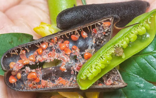 Crotalaria trichotoma çiçeği ve meyve kabuklarının yakın çekimi..