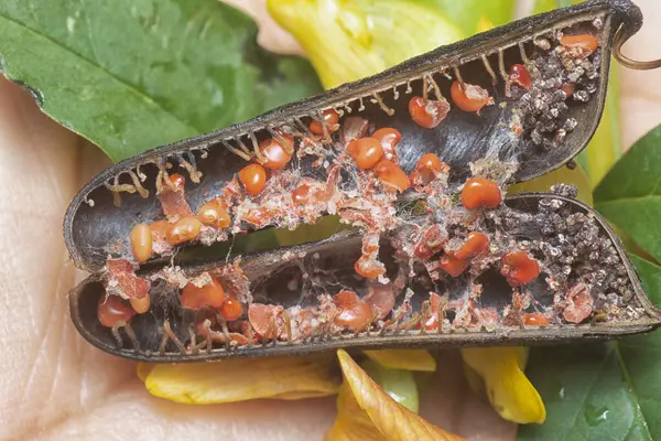 Crotalaria trichotoma çiçeği ve meyve kabuklarının yakın çekimi..