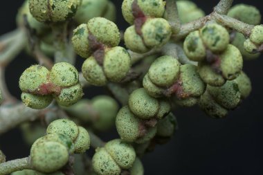 Küçük makaranj dev çay tohumu meyvelerinin kümesine yakın..