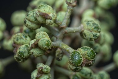 Küçük makaranj dev çay tohumu meyvelerinin kümesine yakın..