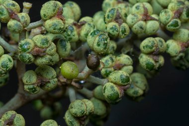 Küçük makaranj dev çay tohumu meyvelerinin kümesine yakın..