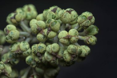 Küçük makaranj dev çay tohumu meyvelerinin kümesine yakın..