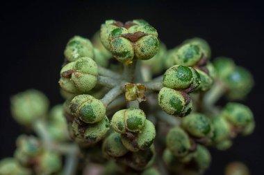 Küçük makaranj dev çay tohumu meyvelerinin kümesine yakın..