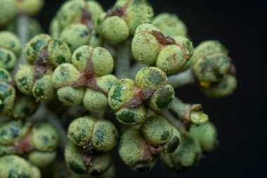 Küçük makaranj dev çay tohumu meyvelerinin kümesine yakın..