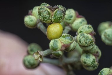 Küçük makaranj dev çay tohumu meyvelerinin kümesine yakın..