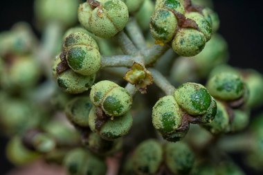 Küçük makaranj dev çay tohumu meyvelerinin kümesine yakın..