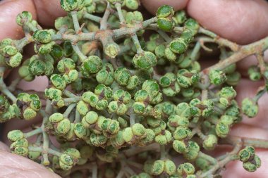 Küçük makaranj dev çay tohumu meyvelerinin kümesine yakın..