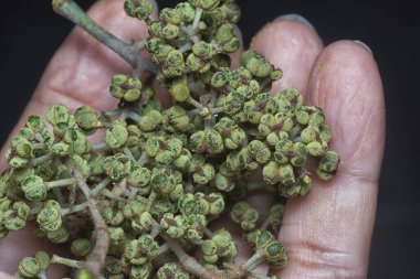 Küçük makaranj dev çay tohumu meyvelerinin kümesine yakın..