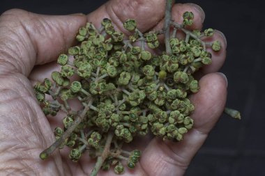 Küçük makaranj dev çay tohumu meyvelerinin kümesine yakın..