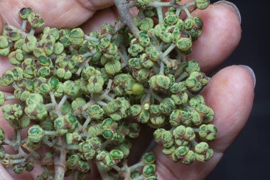 Küçük makaranj dev çay tohumu meyvelerinin kümesine yakın..