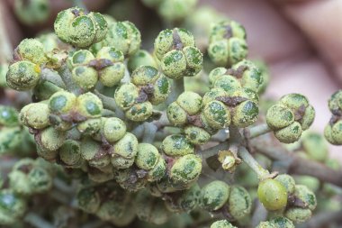Küçük makaranj dev çay tohumu meyvelerinin kümesine yakın..