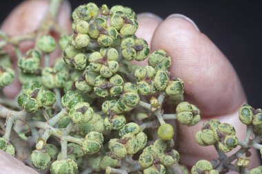 Küçük makaranj dev çay tohumu meyvelerinin kümesine yakın..