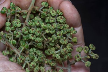 Küçük makaranj dev çay tohumu meyvelerinin kümesine yakın..