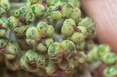 Küçük makaranj dev çay tohumu meyvelerinin kümesine yakın..