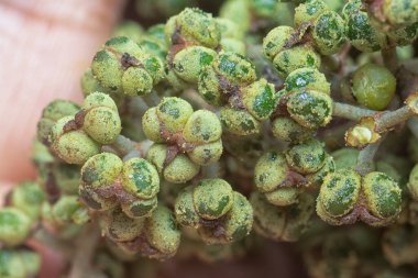 Küçük makaranj dev çay tohumu meyvelerinin kümesine yakın..