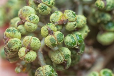 Küçük makaranj dev çay tohumu meyvelerinin kümesine yakın..