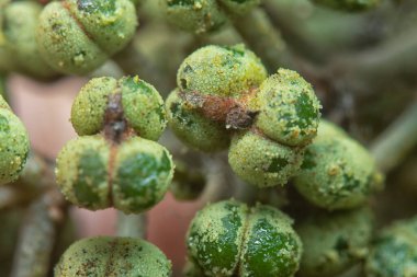 Küçük makaranj dev çay tohumu meyvelerinin kümesine yakın..