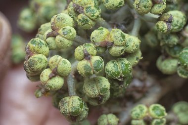 Küçük makaranj dev çay tohumu meyvelerinin kümesine yakın..