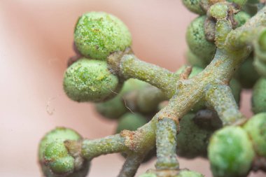 Küçük makaranj dev çay tohumu meyvelerinin kümesine yakın..