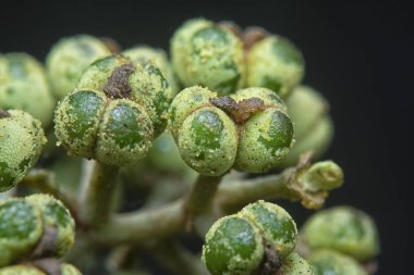 Küçük makaranj dev çay tohumu meyvelerinin kümesine yakın..