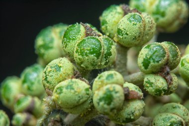 Küçük makaranj dev çay tohumu meyvelerinin kümesine yakın..