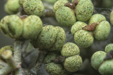 Küçük makaranj dev çay tohumu meyvelerinin kümesine yakın..