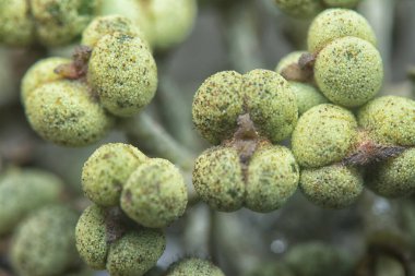 Küçük makaranj dev çay tohumu meyvelerinin kümesine yakın..