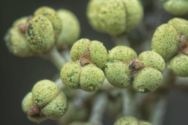 Küçük makaranj dev çay tohumu meyvelerinin kümesine yakın..