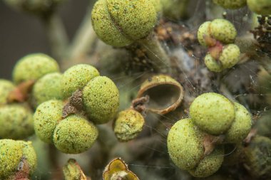 Küçük makaranj dev çay tohumu meyvelerinin kümesine yakın..