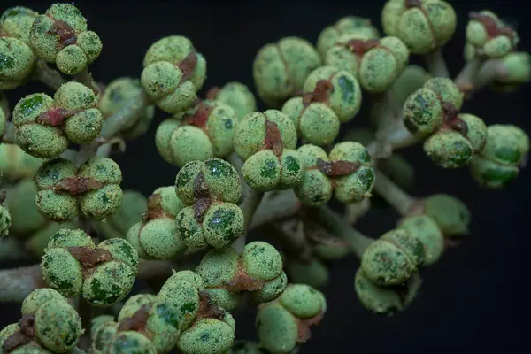 Küçük makaranj dev çay tohumu meyvelerinin kümesine yakın..