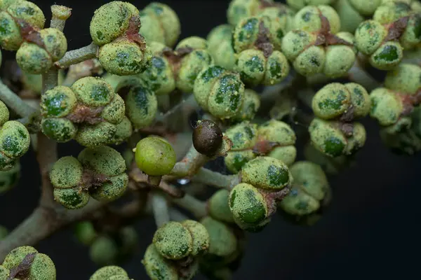 Küçük makaranj dev çay tohumu meyvelerinin kümesine yakın..