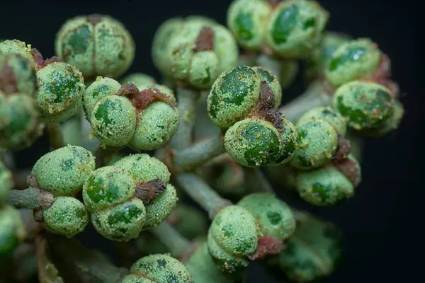 Küçük makaranj dev çay tohumu meyvelerinin kümesine yakın..