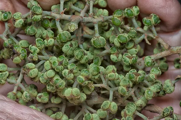 Küçük makaranj dev çay tohumu meyvelerinin kümesine yakın..