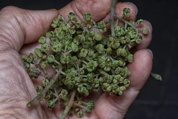 Küçük makaranj dev çay tohumu meyvelerinin kümesine yakın..