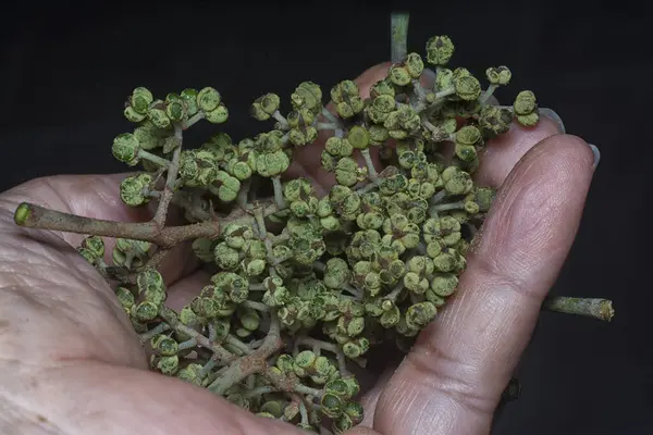 Küçük makaranj dev çay tohumu meyvelerinin kümesine yakın..