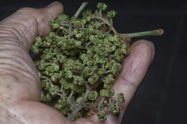 Küçük makaranj dev çay tohumu meyvelerinin kümesine yakın..